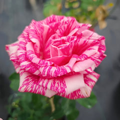 Pink Intuition Rose-粉色直觉