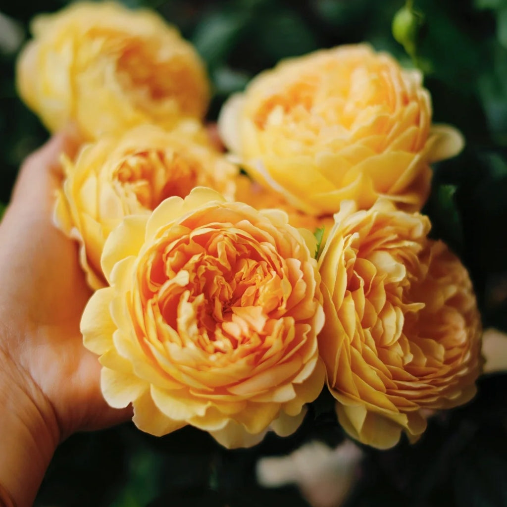 Golden Celebration Rose-黄金庆典