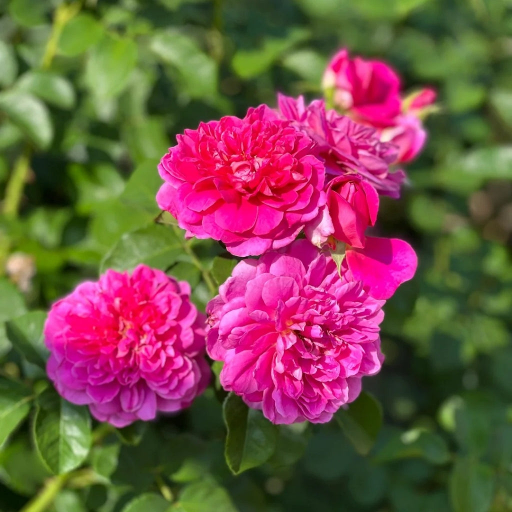 Princess Anne Rose