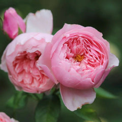 The Alnwick Rose-安妮克城堡