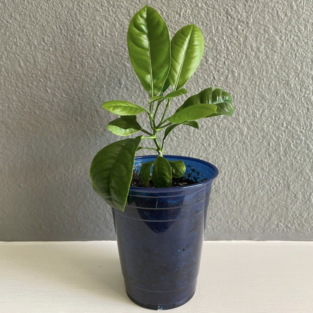 Citrus lemon tree