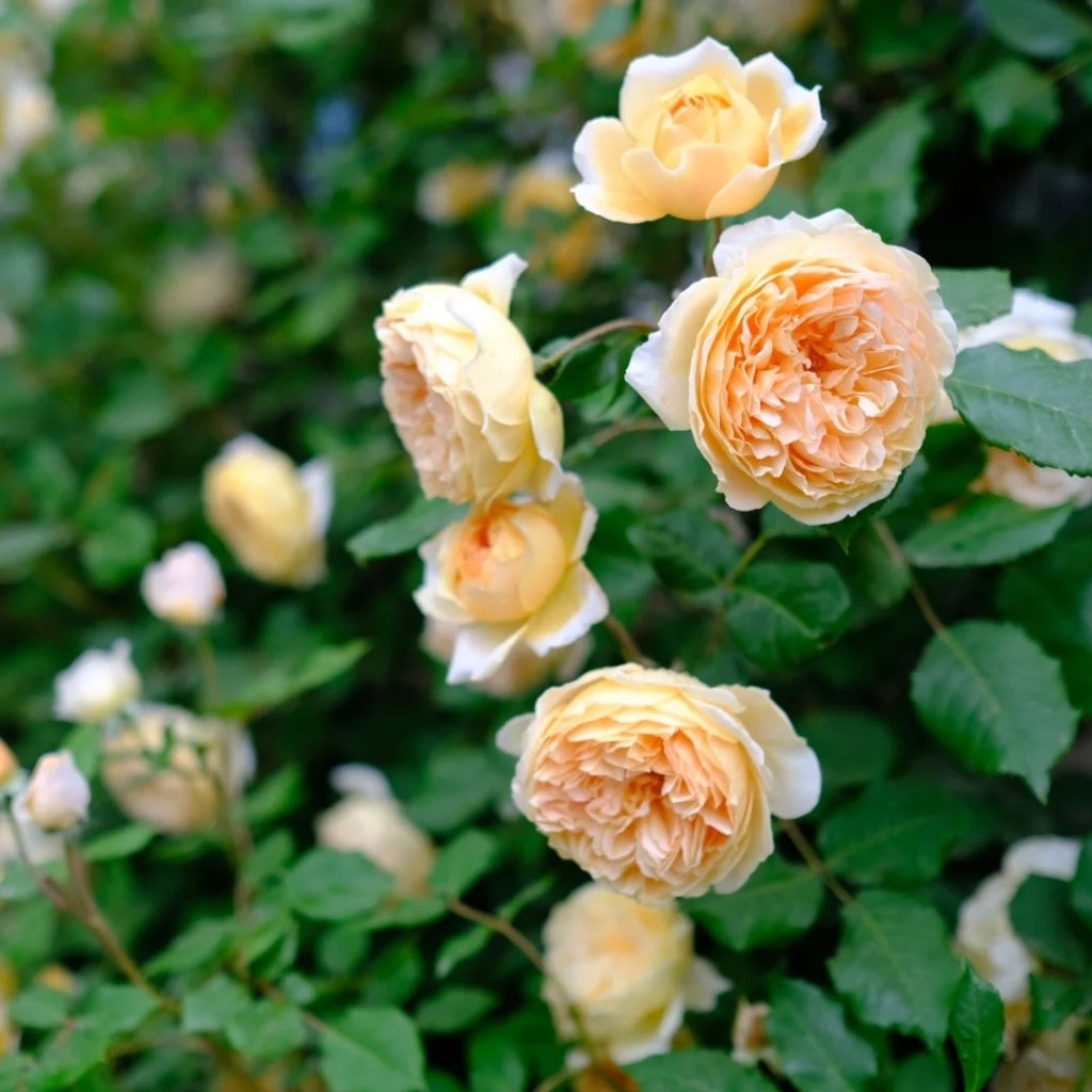 Crown Princess Margareta Rose-玛格丽特王妃