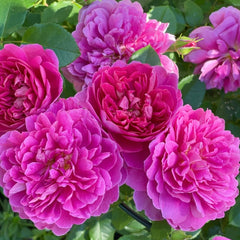 Princess Anne Rose