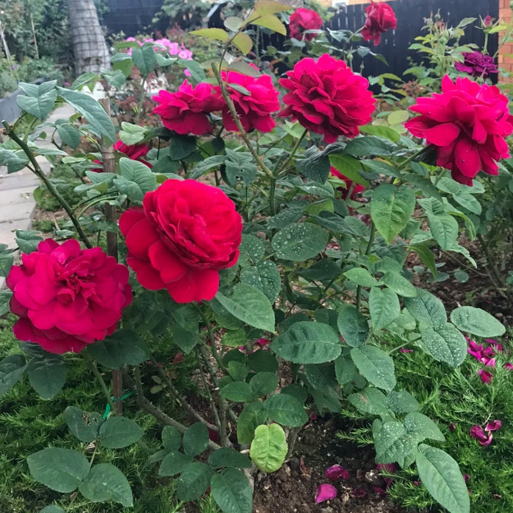 Lady Blake Roses Dark Lady Rose – Rosesplant