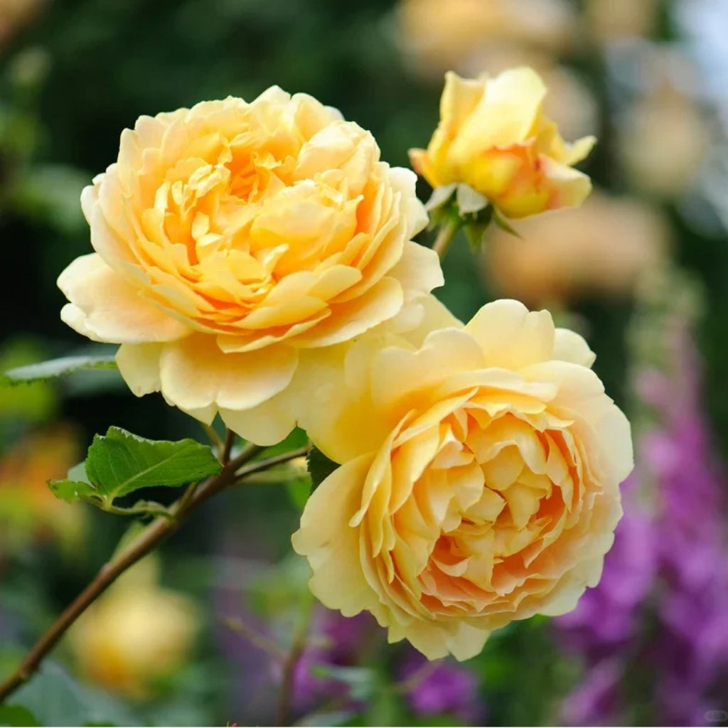 Golden Celebration Rose-黄金庆典