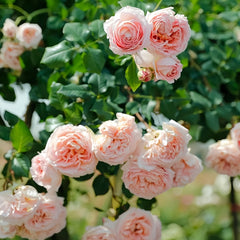 Abraham Darby Rose-亚伯拉罕·达比