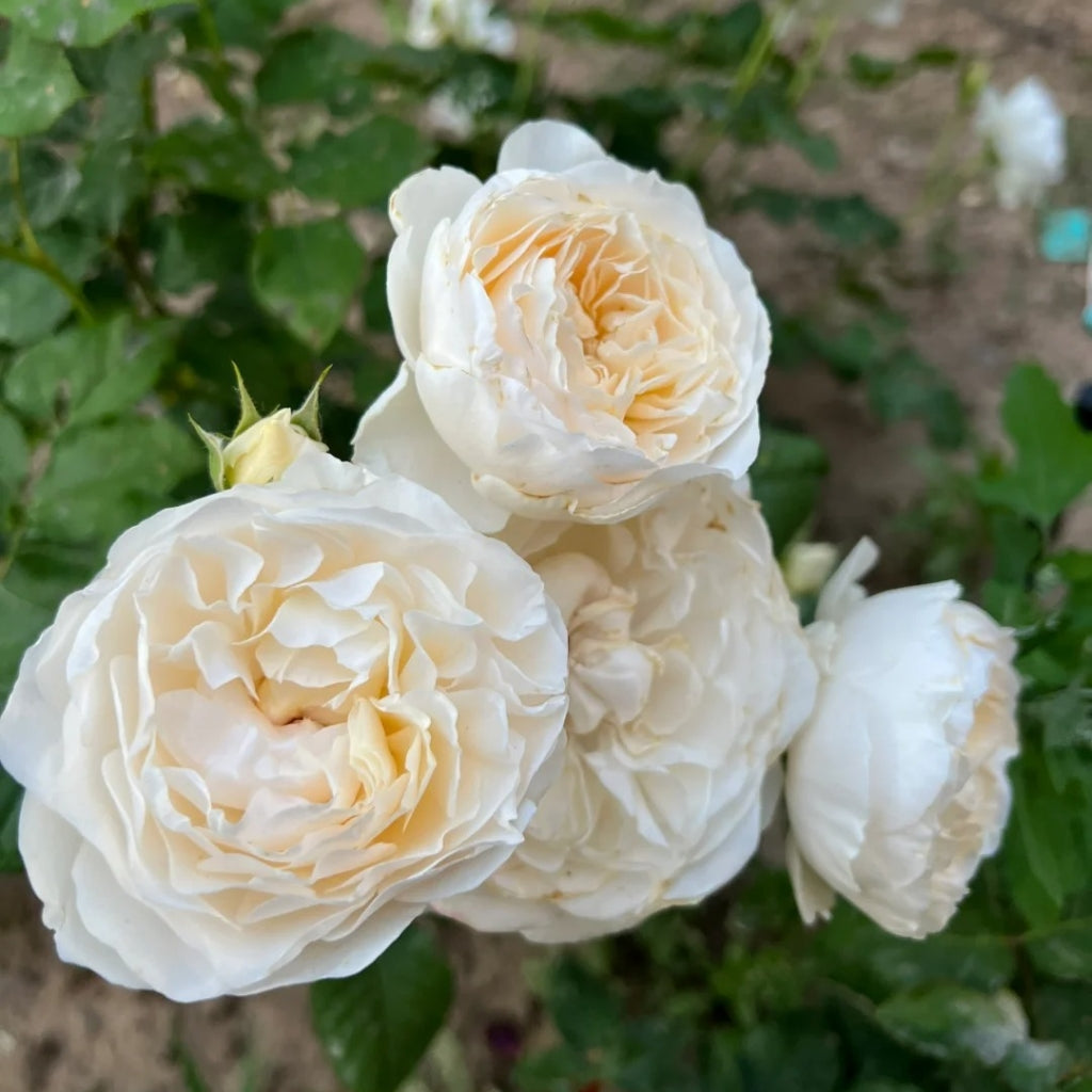 Lionora White Roses Leonora Rose – Rosesplant