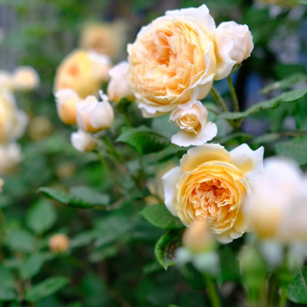 Crown Princess Margareta Rose-玛格丽特王妃