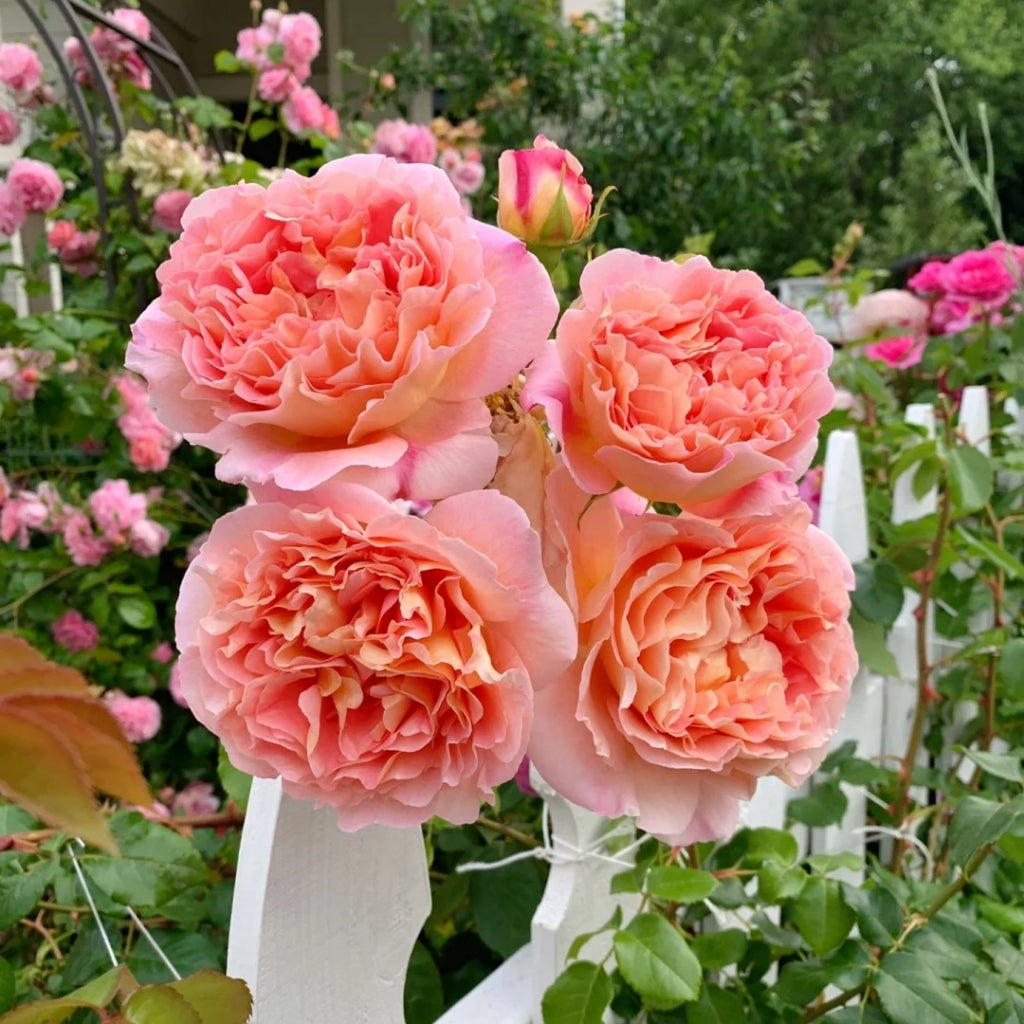 Abraham Darby Rose-亚伯拉罕·达比