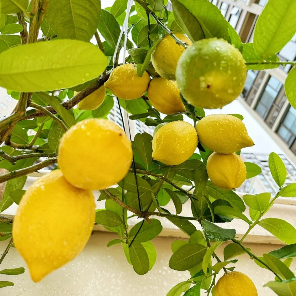 Citrus lemon tree