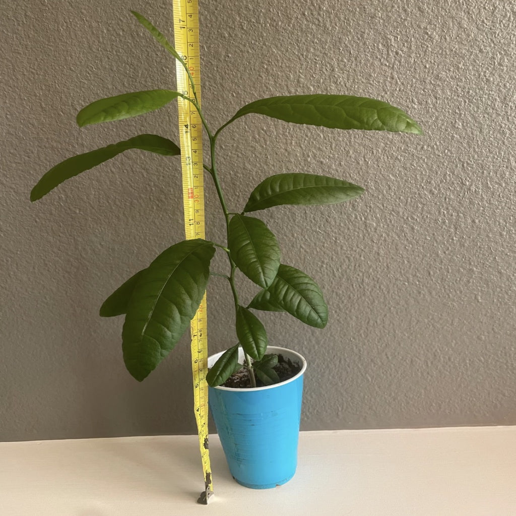 Citrus lemon tree