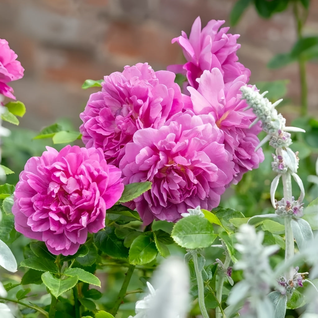 Princess Anne Rose