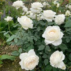 Princess Miyuki Rose