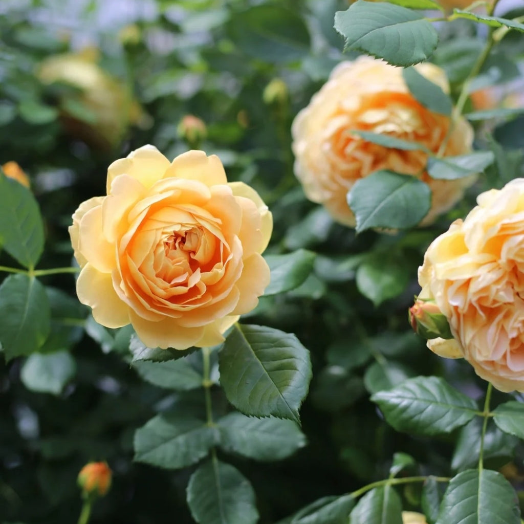 Golden Celebration Rose-黄金庆典