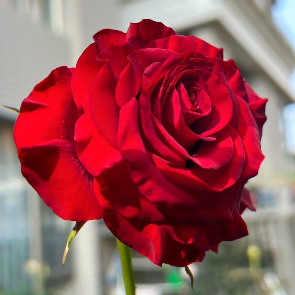 Deep Red Heart Roses Hearts Hybrid Tea Rose | Velvet Crimson Blooms, Year-Round Flowers ...