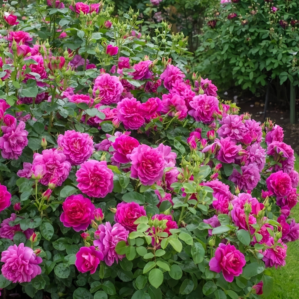 Princess Anne Rose