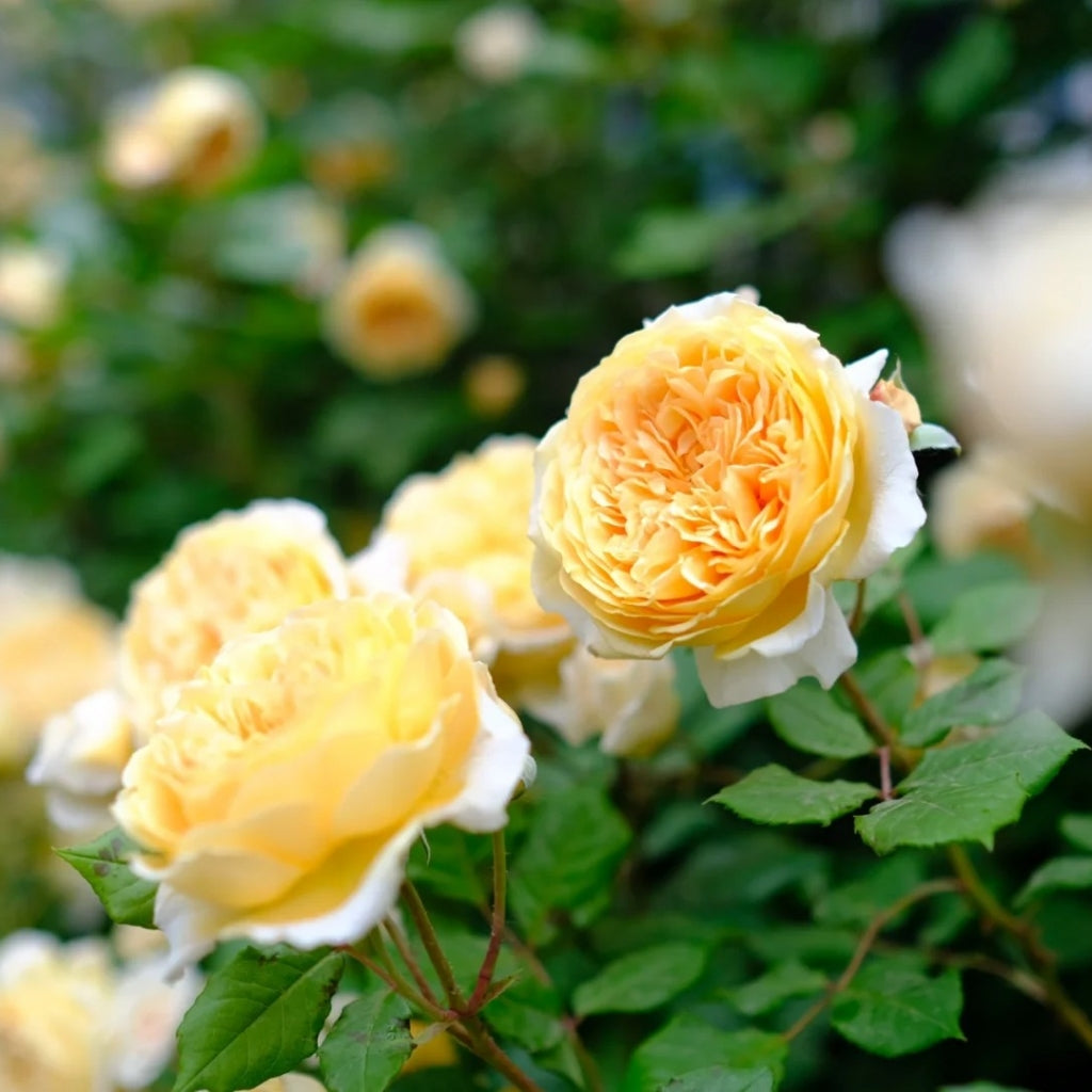 Crown Princess Margareta Rose-玛格丽特王妃