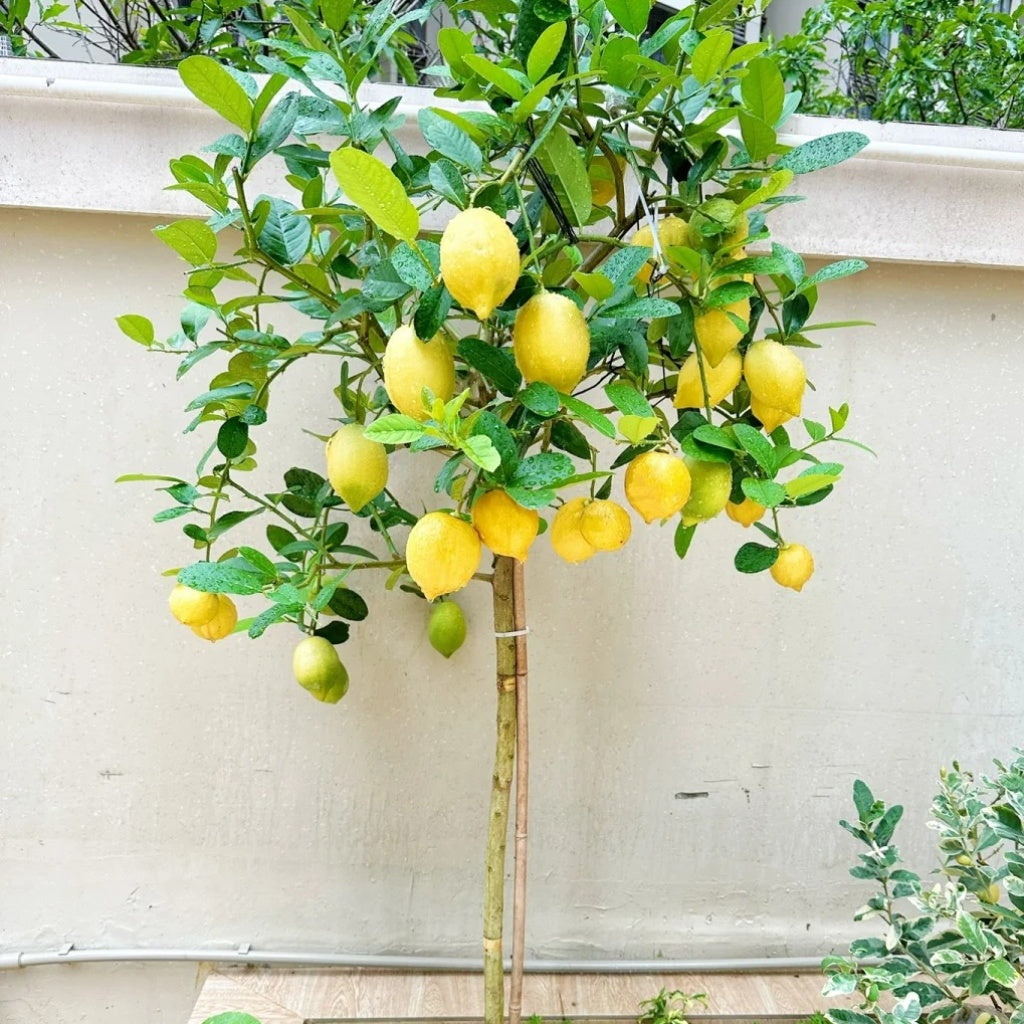 Citrus lemon tree