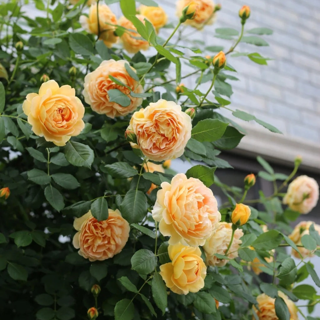 Golden Celebration Rose-黄金庆典