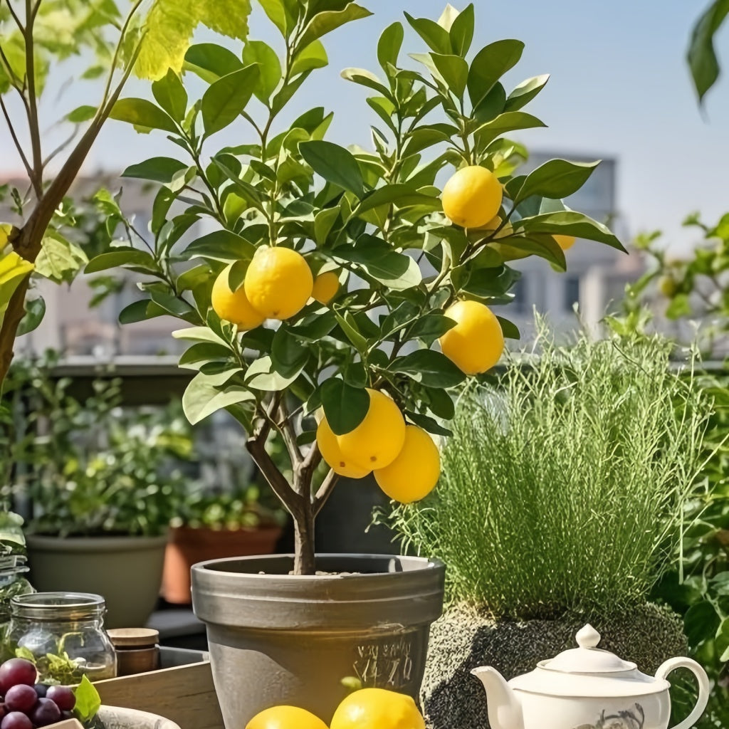 Citrus lemon tree