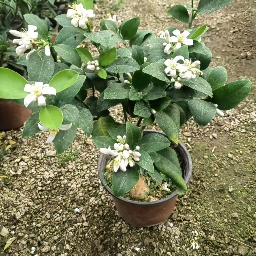 Citrus lemon tree