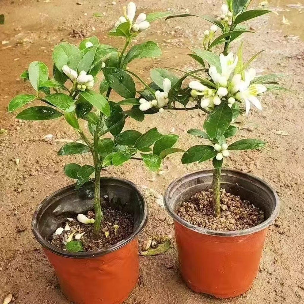 Citrus lemon tree
