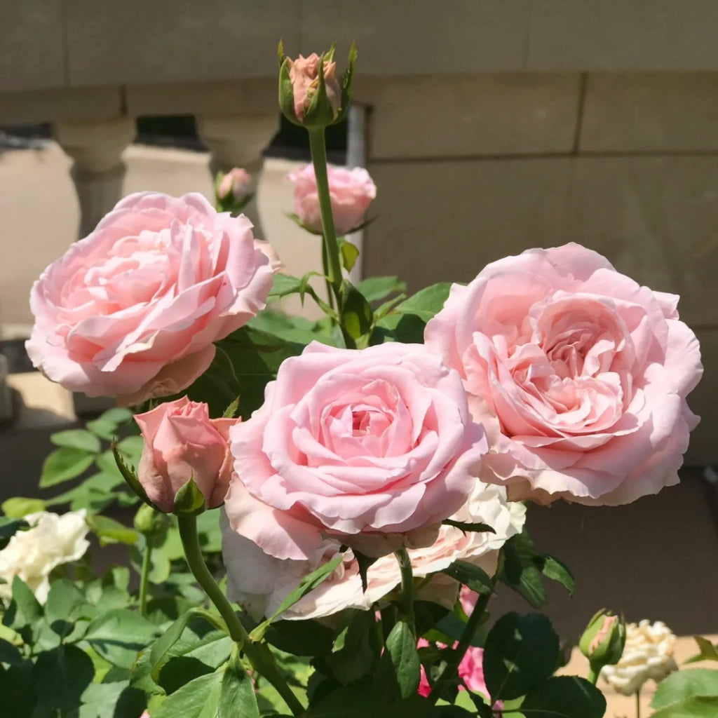 All Four Boughet Rose