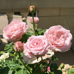 All Four Boughet Rose