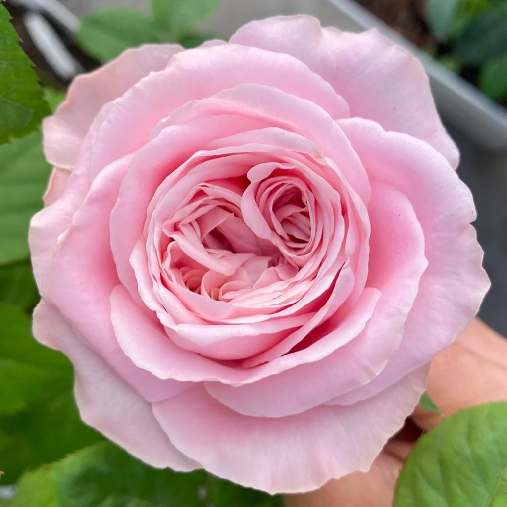 All Four Boughet Rose