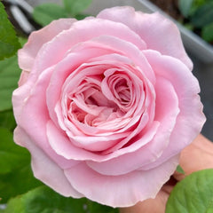 All Four Boughet Rose