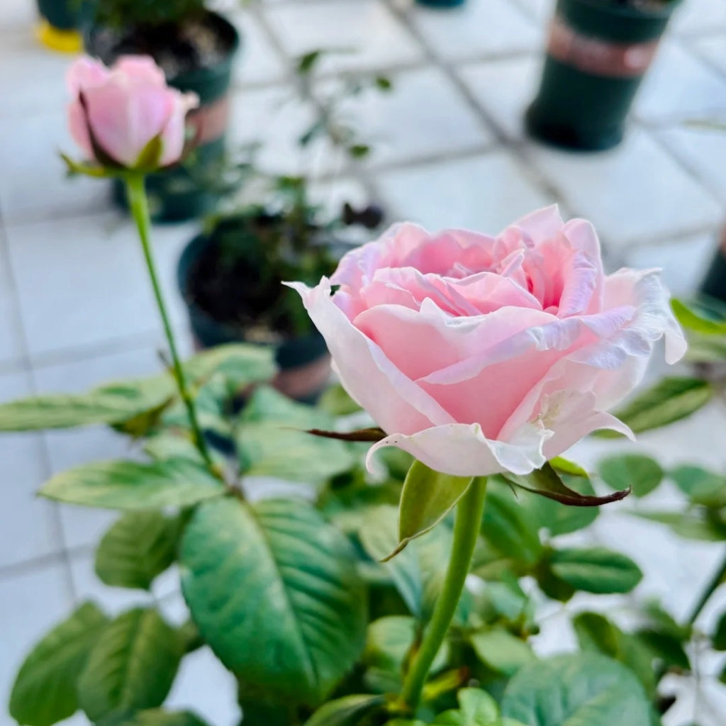 All Four Boughet Rose