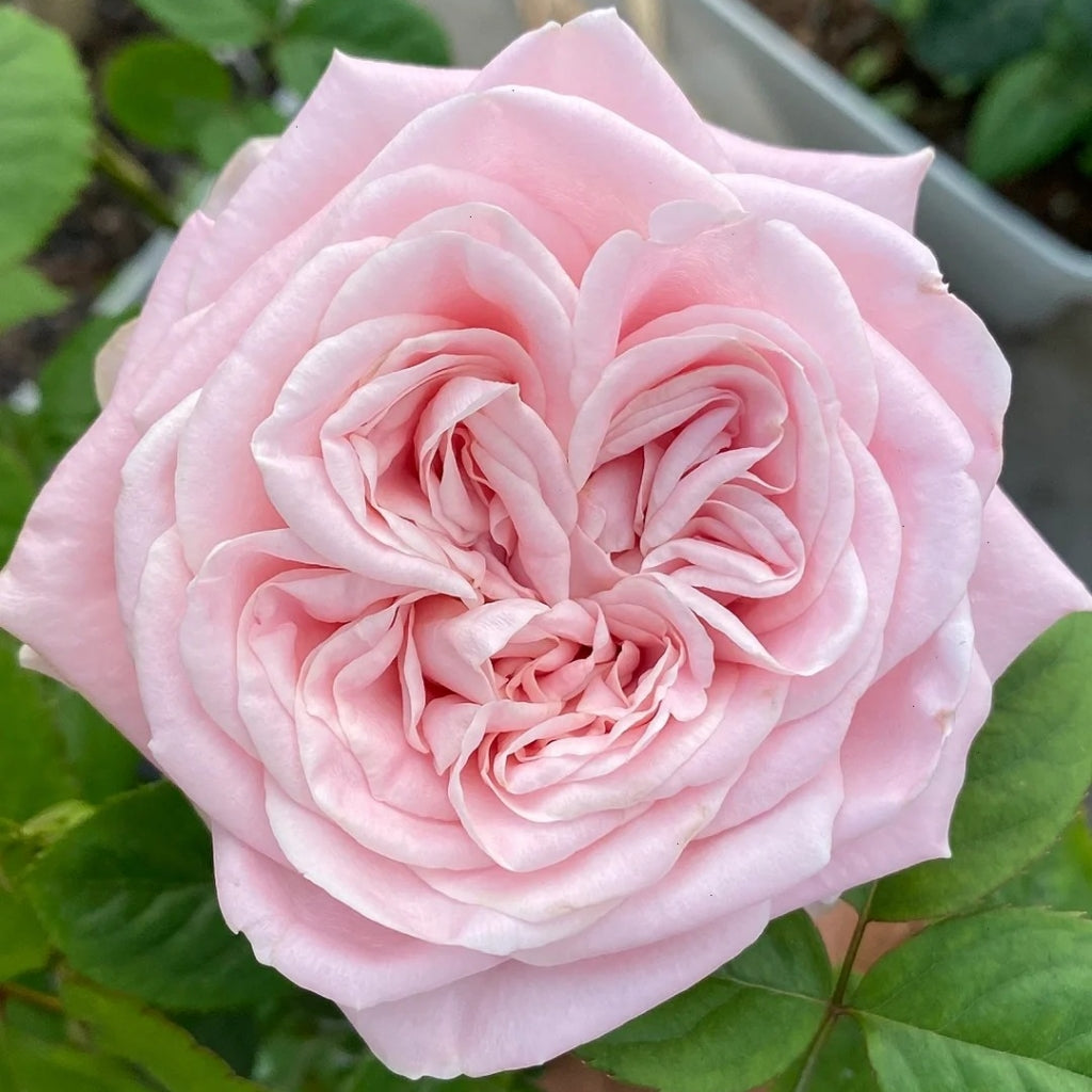 All Four Boughet Rose