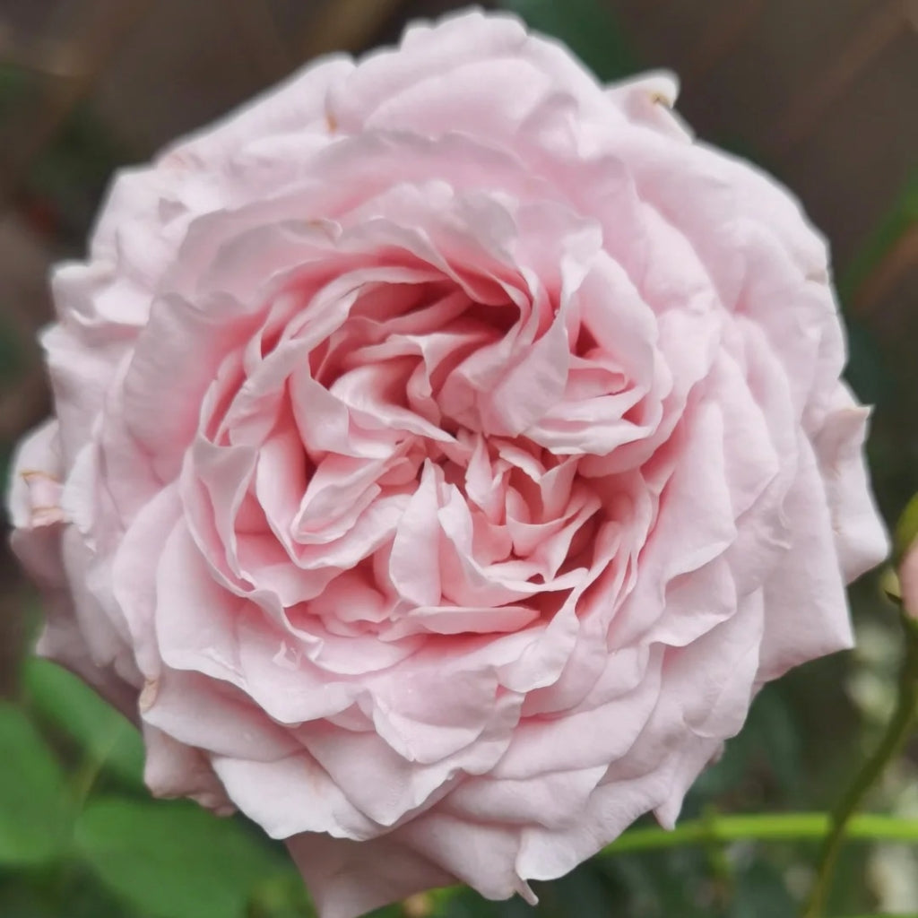 All Four Boughet Rose