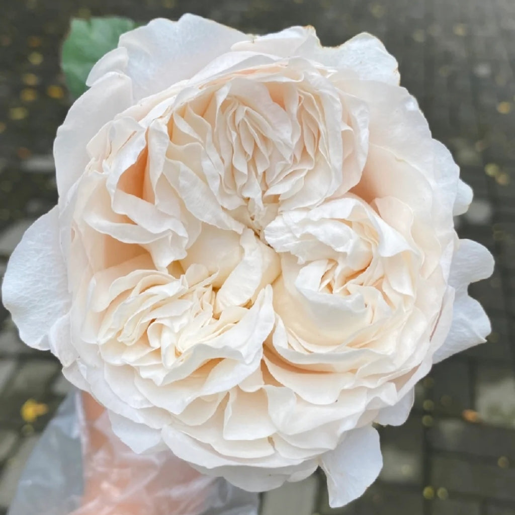 All four Pure Rose
