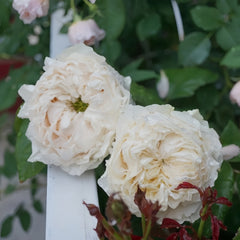 All four Pure Rose