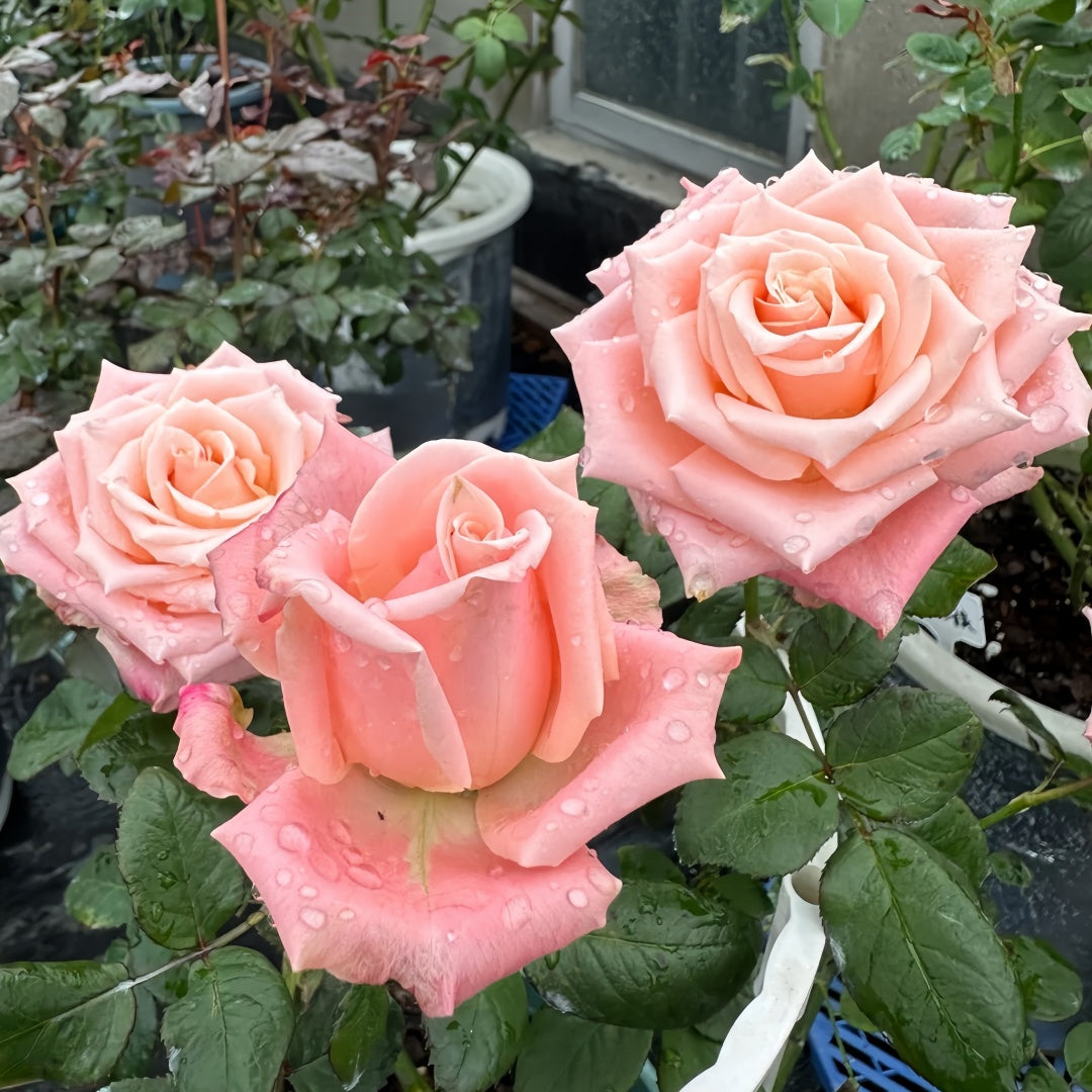 Almond Milk Candy Rose