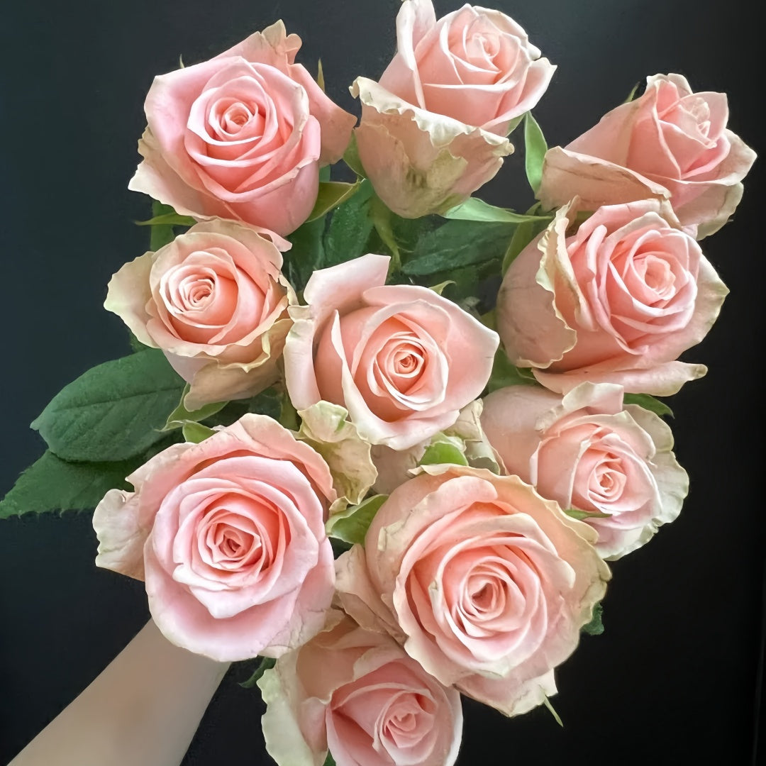 Almond Milk Candy Rose