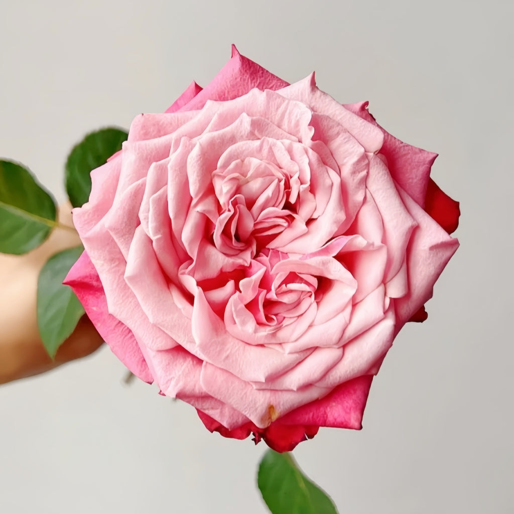 Alter Ego Rose – Rosesplant