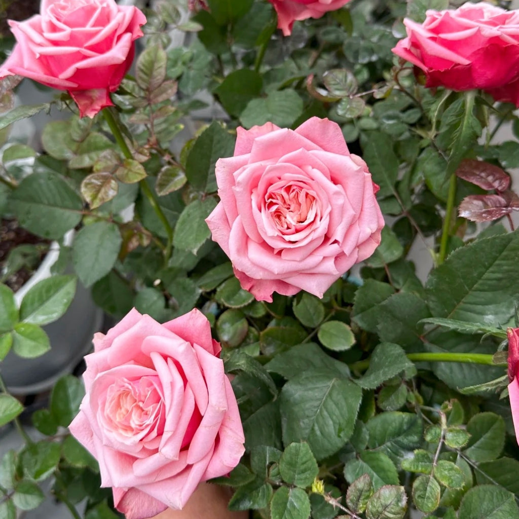 Alter Ego Rose