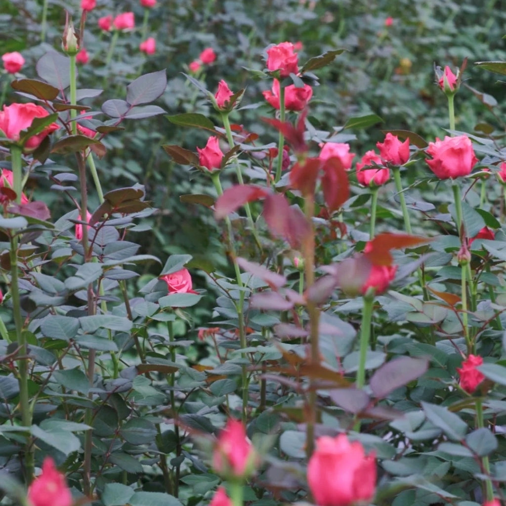 Alter Ego Rose