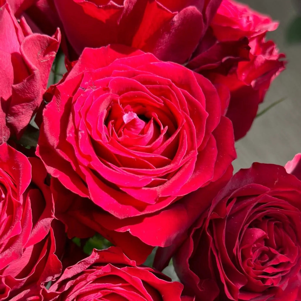 Amada Rose