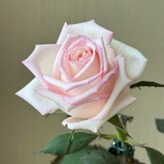 Amarena Rose
