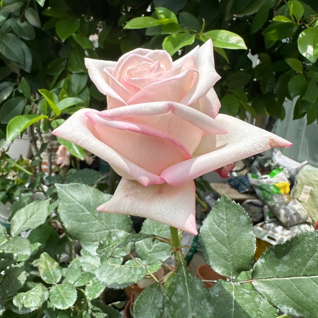 Amarena Rose