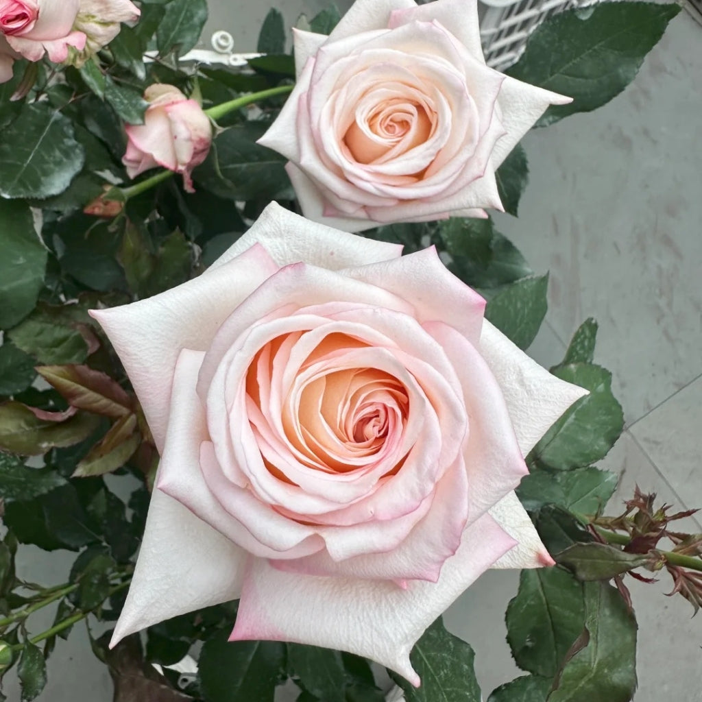 Amarena Rose