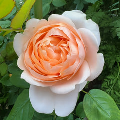 Ambridge Rose
