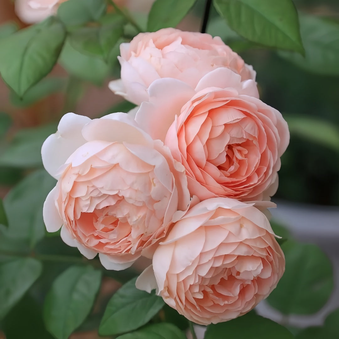 Ambridge Rose