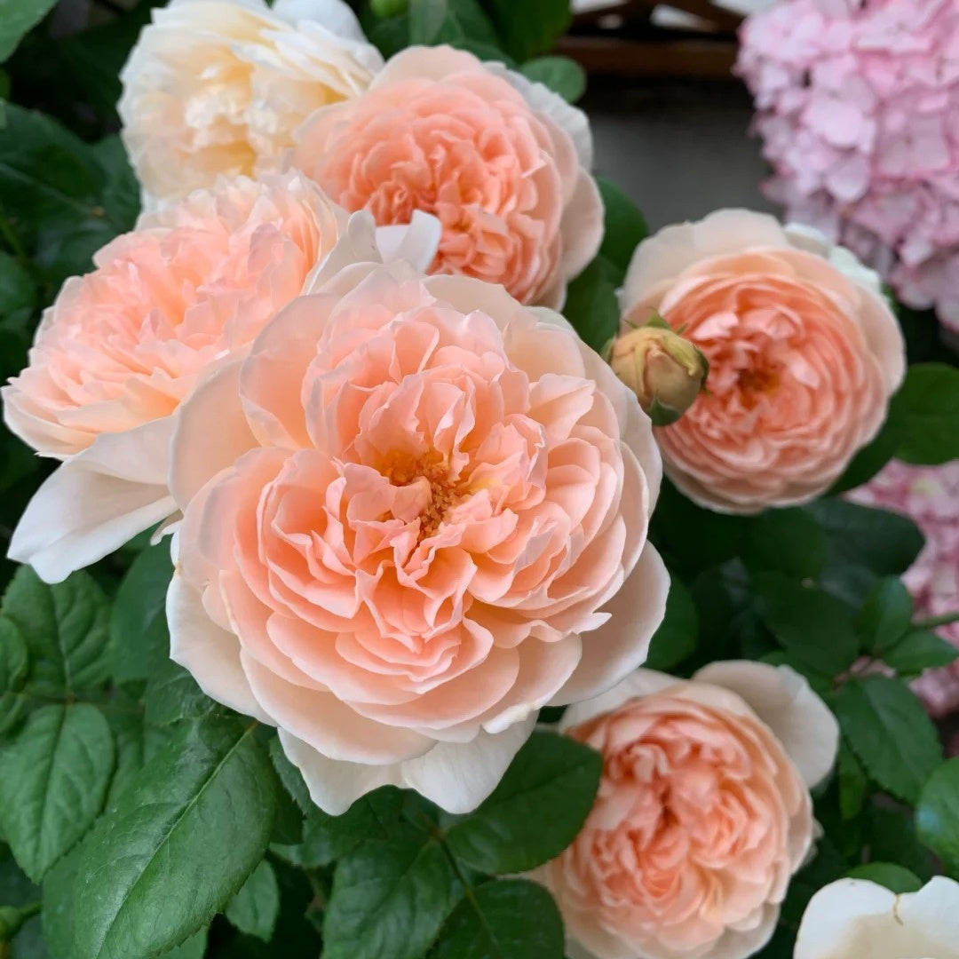 Ambridge Rose