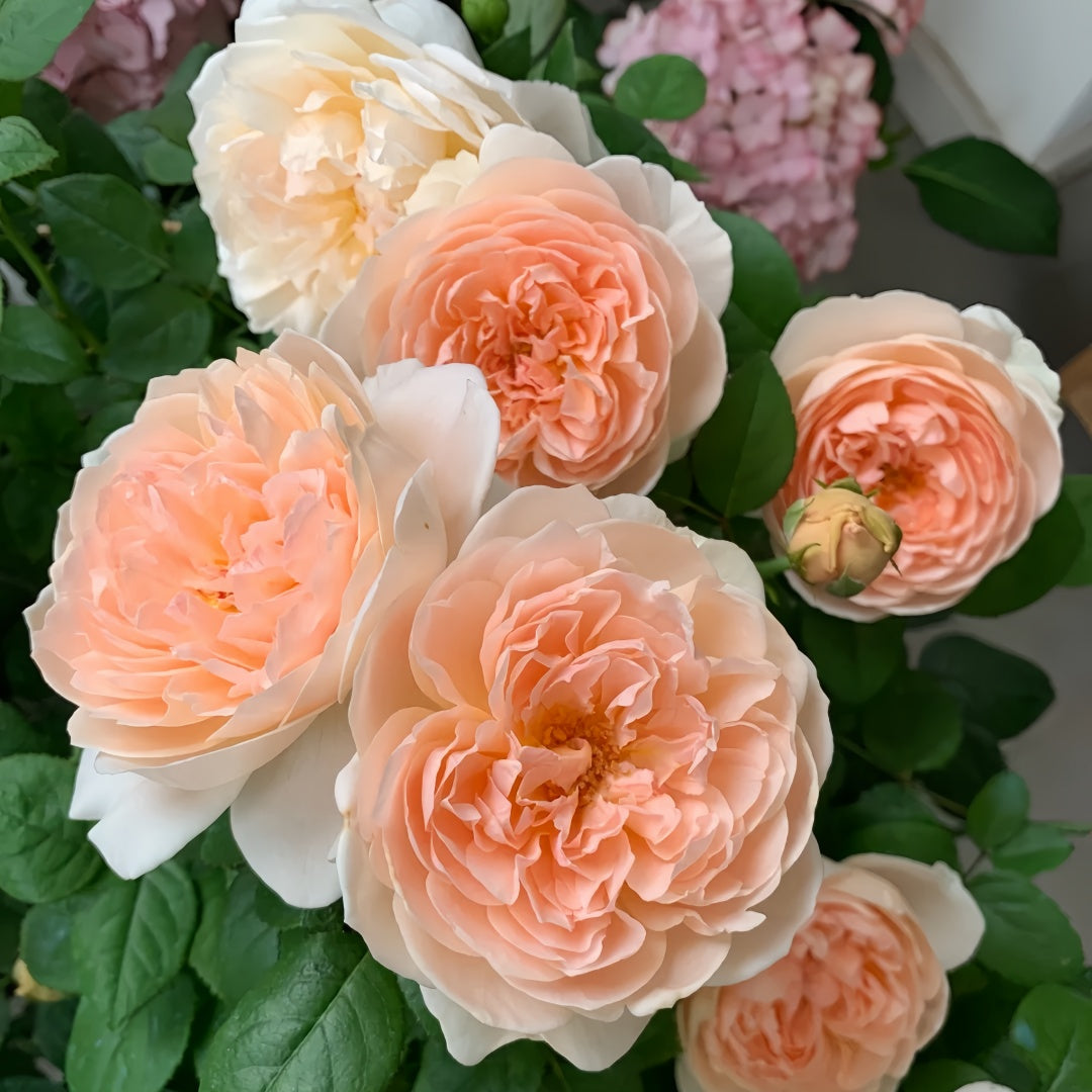 Ambridge Rose