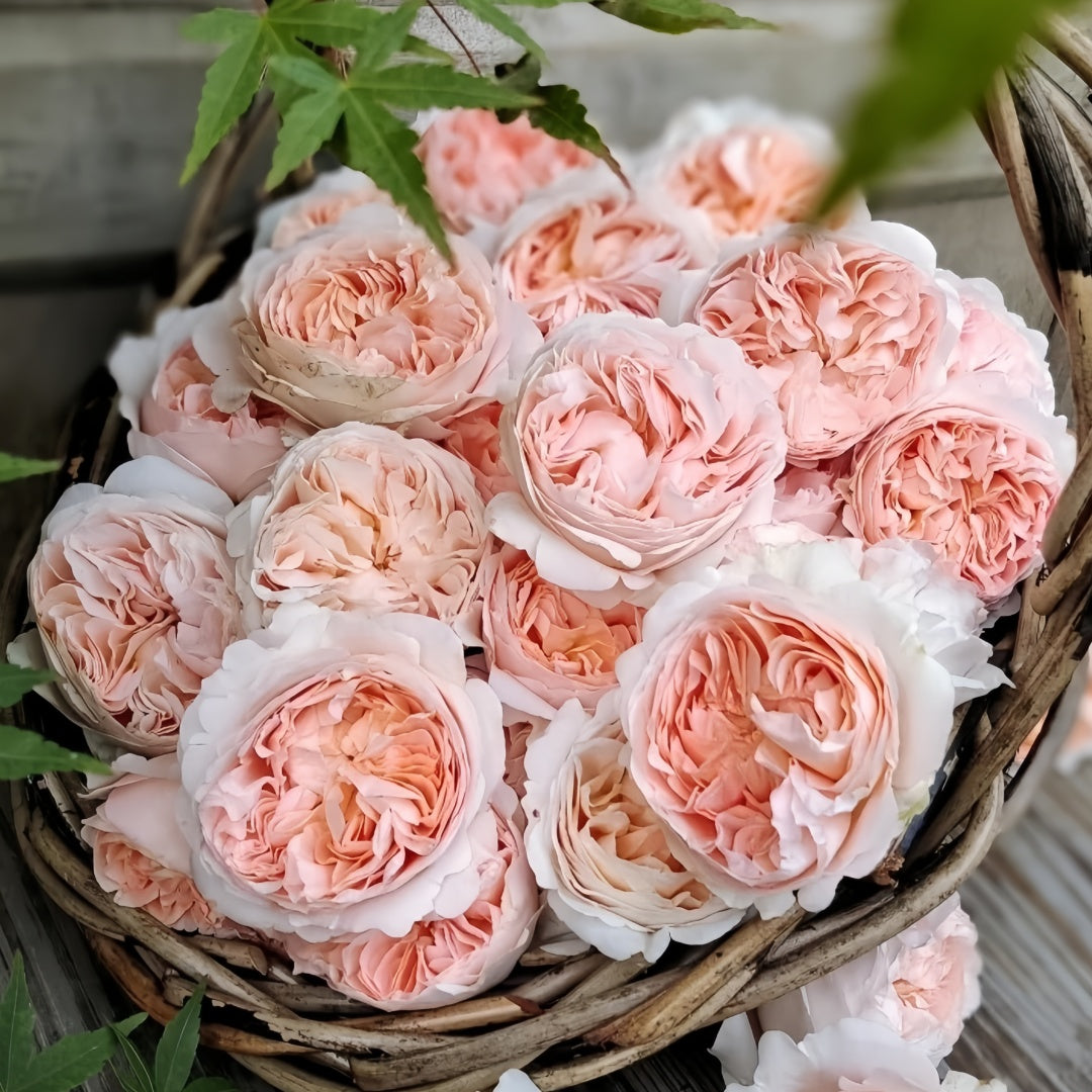Ambridge Rose