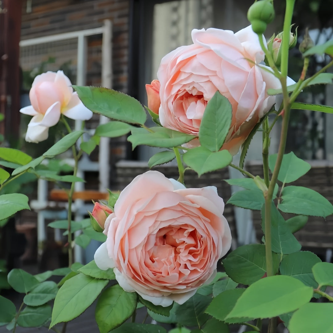 Ambridge Rose
